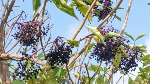 Ripe bunches of elderberries on branches of tree close-up. Harvest time Stock Footage 212978469
