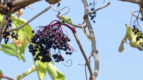 Ripe bunches of elderberries on branches of tree close-up. Harvest time Stock Footage 212979710
