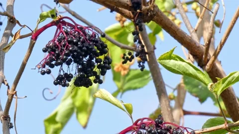 Ripe bunches of elderberries on branches of tree close-up. Harvest time Stock Footage 212980848