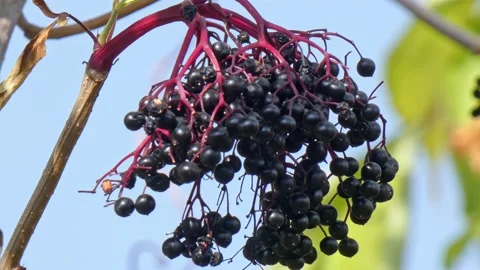 Ripe bunches of elderberries on branches of tree close-up. Harvest time Stock Footage 212981550