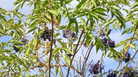 Ripe bunches of elderberries on branches of tree. Harvest time Stock Footage 212982160