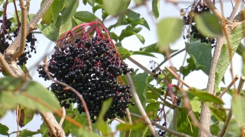Ripe bunches of elderberries on branches of tree close-up. Harvest time Stock Footage 212983349