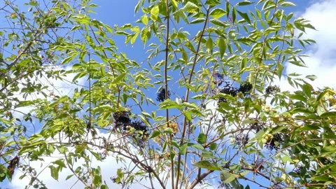 Ripe bunches of elderberries on branches of tree. Harvest time Stock Footage 212984022