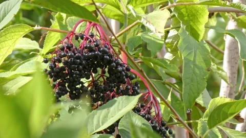 Ripe bunches of elderberries on branches of tree close-up. Harvest time Stock Footage 212984671