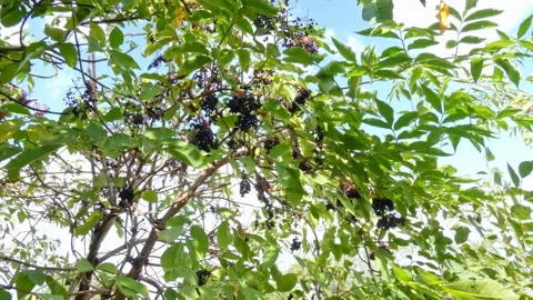 Ripe bunches of elderberries on branches of tree. Harvest time Stock Footage 212985469