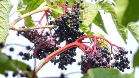 Ripe bunches of elderberries on branches of tree close-up. Harvest time Stock Footage 212986567