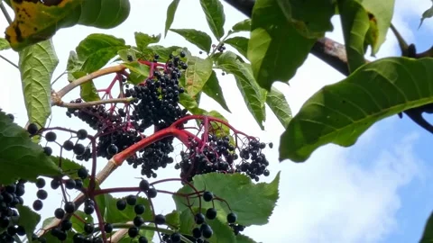 Ripe bunches of elderberries on branches of tree close-up. Harvest time Stock Footage 212987559