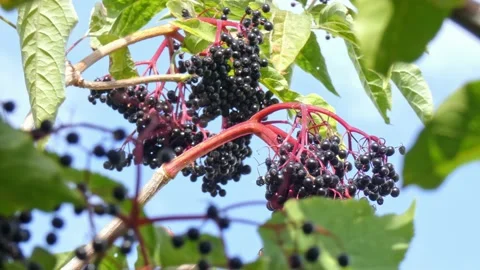 Ripe bunches of elderberries on branches of tree close-up. Harvest time Stock Footage 212988244