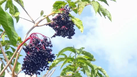 Ripe bunches of elderberries on branches of tree close-up. Harvest time Stock Footage 212989010