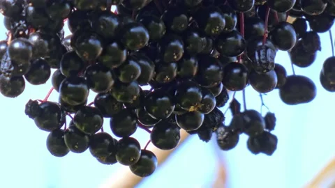 Ripe bunches of elderberries on branches of tree close-up. Harvest time Stock Footage 212989775