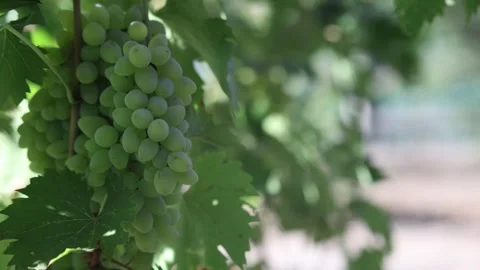 Ripe bunches of grapes Stock Footage 328530500