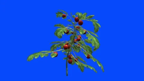 Ripe bush with tomatoes in the wind. Alpha channel keying, blue screen Stock Footage 111518402
