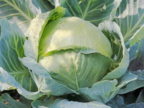 Ripe cabbage on a garden bed. Stock Photos