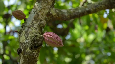 Ripe cacao pods hanging on the tree ready for harvest Stock Footage 341102806