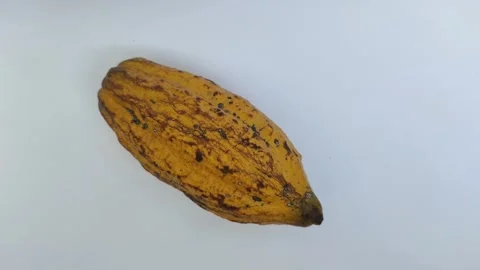 A Ripe Cacao on A White Background Stock-Footage 313508883