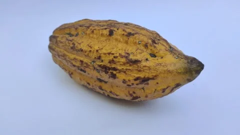 A Ripe Cacao on A White Background Stock Footage 313508896