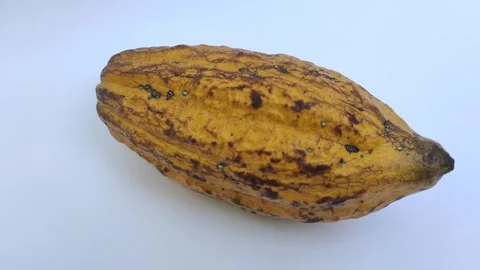 A Ripe Cacao on A White Background Stock Footage 313508899