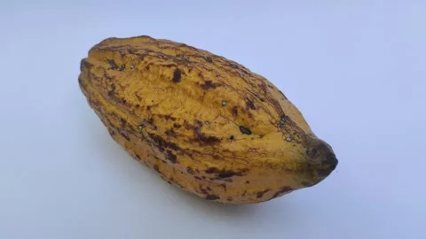 A Ripe Cacao on A White Background Stock Footage 313508903