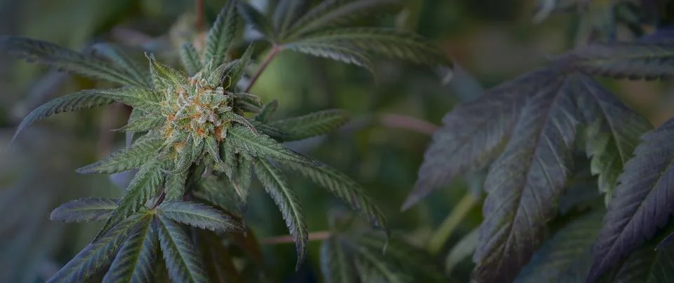 Ripe cannabis bud panoramic background Stock Photos