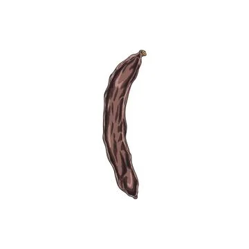 Ripe Carob pod bean vector hand drawn illustration, natural superfood sketch Stock Illustration