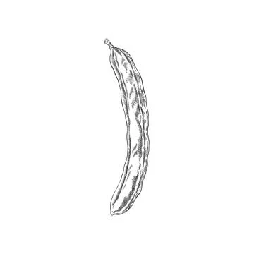 Ripe Carob pod bean vector engraved hand drawn icon, natural superfood sketch Stock Illustration