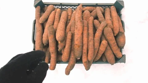 Ripe carrots in a box 库存影片 125868529