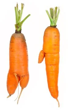 Ripe carrots Stock Photos