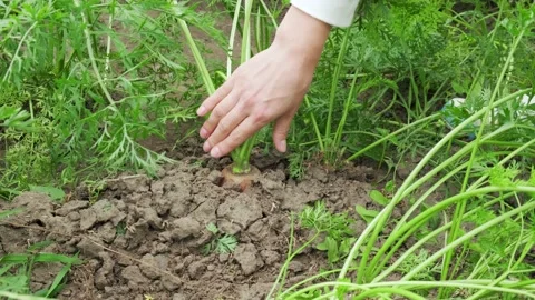 Ripe carrots pulled from the ground Stock Footage 138014560