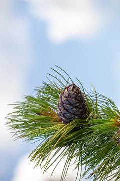 A ripe cedar cone Stock Photos