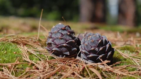 Ripe cedar cones in resin lying on fallen needles and moss in forest. closeup. Stock Footage 240215594