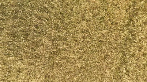 Ripe cereal crops sway in the wind creating a golden wheat field background. Stock Footage 339365018