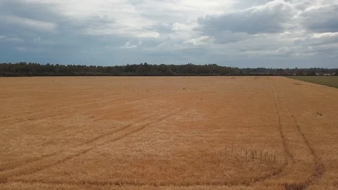 Ripe cereal field on a cloudy summer day panoramic footage Stock Footage 94031823