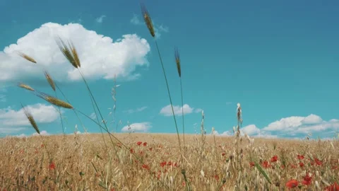 Ripe cereal field Stock Footage 131015797