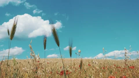 Ripe cereal field Stock Footage 131016816