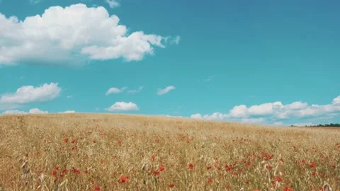 Ripe cereal field Stock Footage 131017049
