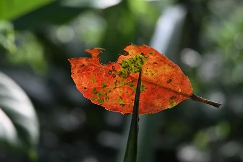 A ripe Ceylon olive leaf has fallen and become attached on a pineapple leaf Stock Photos