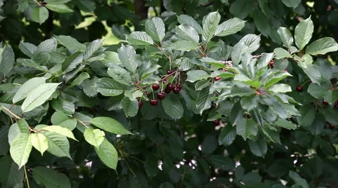 Ripe cherries are ready for picking Stock Footage 50560785