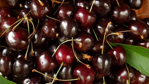 Ripe cherries in the basket. Stock Footage 302707131