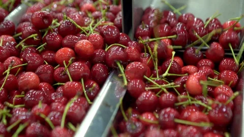 Ripe cherries being sorted on automatic fruit processing machine. Stock Footage 94457139
