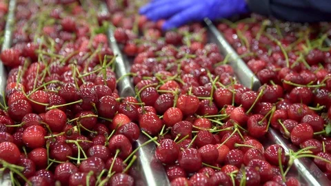 Ripe cherries being sorted on automatic fruit processing machine. Stock Footage 94457234