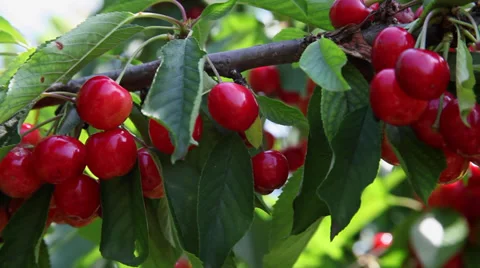 Ripe cherries on branch, cherry tree, delicious fruits, orchard, harvest Stock Footage 39566131