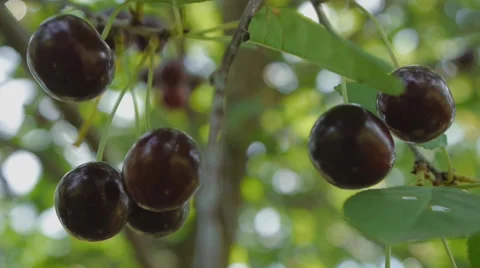 Ripe cherries on branch Stock Footage 58602016