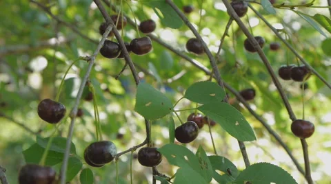 Ripe cherries on a branch Stock Footage 58602233