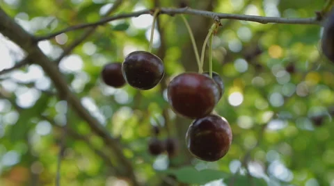 Ripe cherries on a branch 스톡 동영상 58602303