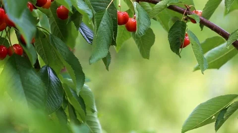 Ripe cherries on branch Stock Footage 90540885