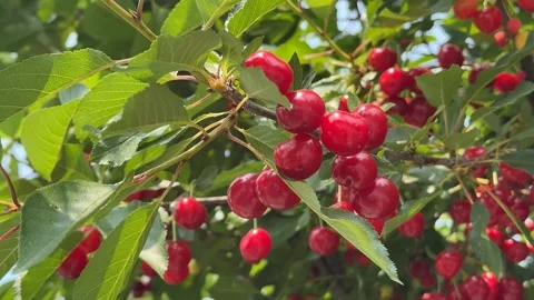 Ripe Cherries on Branch Stock Footage 313657227