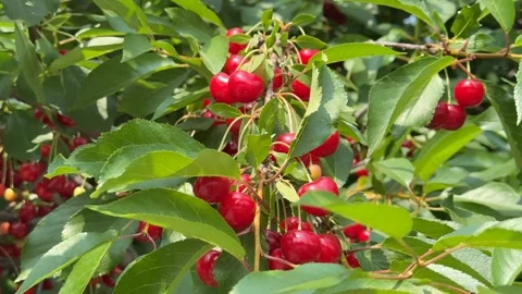 Ripe Cherries on Branch Stock Footage 313866447