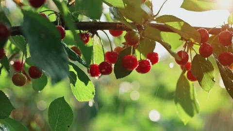 Ripe cherries on a branch in the rain Stock Footage 199081210