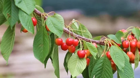 Ripe cherries on branch in the wind Stock Footage 90541248