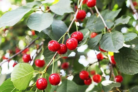Ripe cherries on cherry tree branches Stock Photos